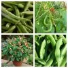 Roots Plants 15 Best Runner Bean Plants Collection | Growers Choice Peas & Beans 2 Roots Plants 15 Best Runner Bean Plants Collection | Growers Choice Peas & Beans
