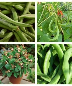 Roots Plants 15 Best Runner Bean Plants Collection | Growers Choice Peas & Beans