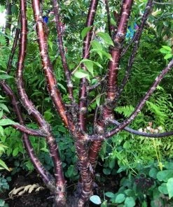 Roots Plants Multi Stem Tibetan Cherry Tree | Prunus Serrula