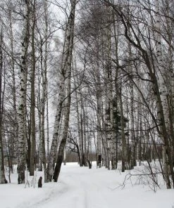 Roots Plants Silver Birch Tree | Betula Pendula Trees & Shrubs