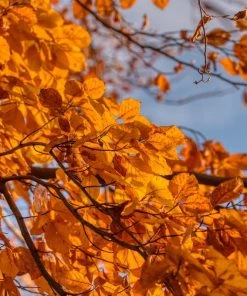 Roots Plants Silver Birch Tree | Betula Pendula Trees & Shrubs