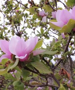 Roots Plants Trees & Shrubs Magnolia 'Soulangeana' | 9cm Pot