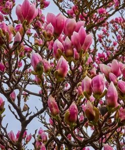 Roots Plants Trees & Shrubs Magnolia 'Soulangeana' | 9cm Pot