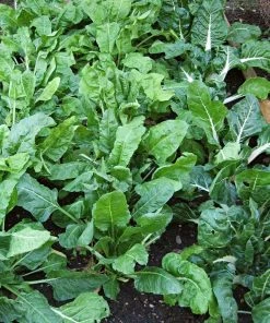 Roots Plants Brassicas & Leafy Greens 10 Organic 'Perpetual' Spinach Plants