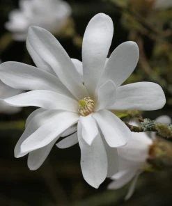 Roots Plants Trees & Shrubs Magnolia 'Stellata' | 9cm Pot