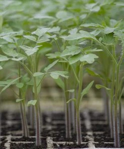Roots Plants 5 Organic 'Black Russian' Tomato Plants Salad Plants