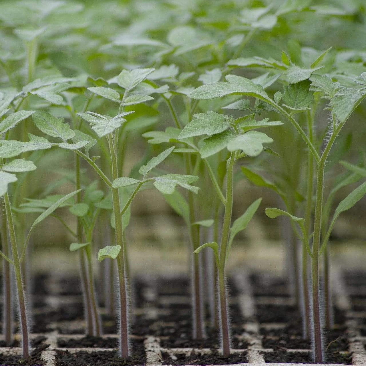 Roots Plants 5 Organic 'Yellow Pear' Tomato Plants 8 Roots Plants 5 Organic 'Yellow Pear' Tomato Plants