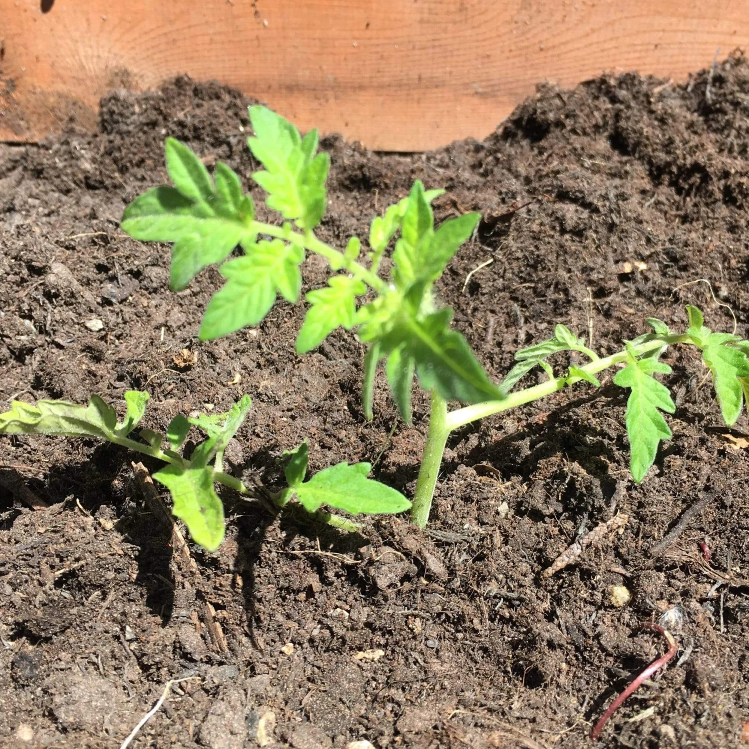 Roots Plants 5 Organic 'Yellow Pear' Tomato Plants 9 Roots Plants 5 Organic 'Yellow Pear' Tomato Plants