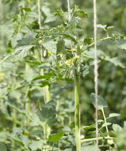 Roots Plants 5 Organic 'Yellow Pear' Tomato Plants 18 Roots Plants 5 Organic 'Yellow Pear' Tomato Plants