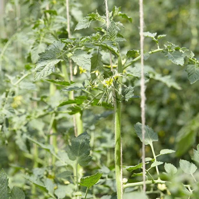 Roots Plants 5 Organic 'Yellow Pear' Tomato Plants 10 Roots Plants 5 Organic 'Yellow Pear' Tomato Plants