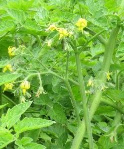Roots Plants 5 Organic 'Yellow Pear' Tomato Plants 19 Roots Plants 5 Organic 'Yellow Pear' Tomato Plants