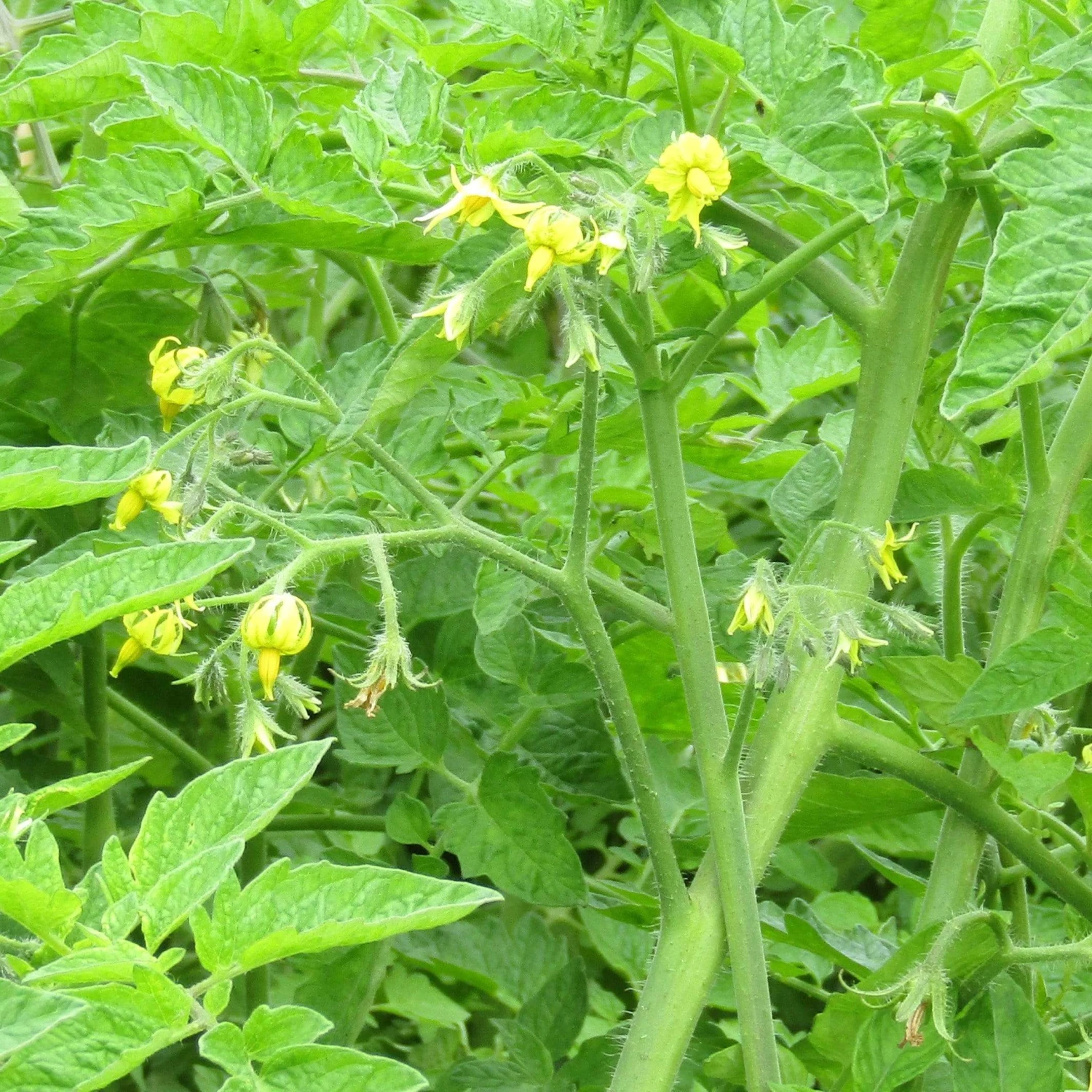 Roots Plants 5 Organic 'Yellow Pear' Tomato Plants 11 Roots Plants 5 Organic 'Yellow Pear' Tomato Plants