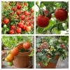 Roots Plants 15 Best Tomato Plants Collection | Growers Choice 1 Roots Plants 15 Best Tomato Plants Collection | Growers Choice