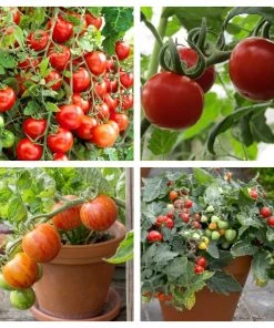 Roots Plants 15 Best Tomato Plants Collection | Growers Choice
