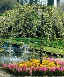 Roots Plants Sun Rival' Crabapple Tree