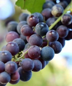 Roots Plants 3ft 'Pinot Noir' Grape Vine | 3L Pot | Outdoor Fruits