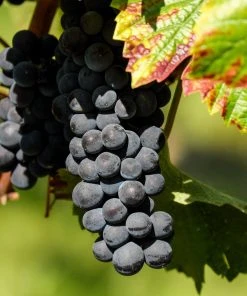 Roots Plants 3ft 'Pinot Noir' Grape Vine | 3L Pot | Outdoor Fruits