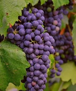 Roots Plants 90cm 'Regent' Grape Vine | 3L Pot