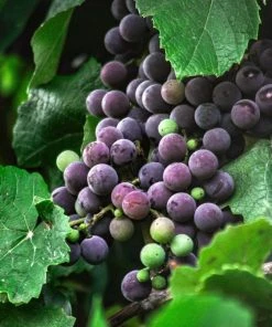 Roots Plants 90cm 'Strawberry' Grape Vine | 3L Pot Fruits