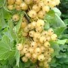 Roots Plants White Versailles' Whitecurrant Plant Fruits