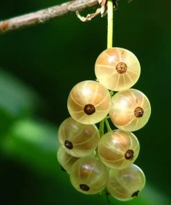 Roots Plants White Versailles' Whitecurrant Plant Fruits