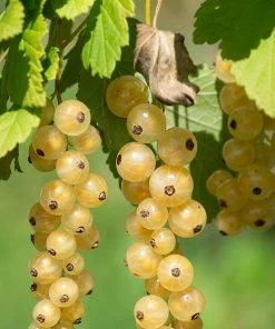 Roots Plants White Versailles' Whitecurrant Plant Fruits