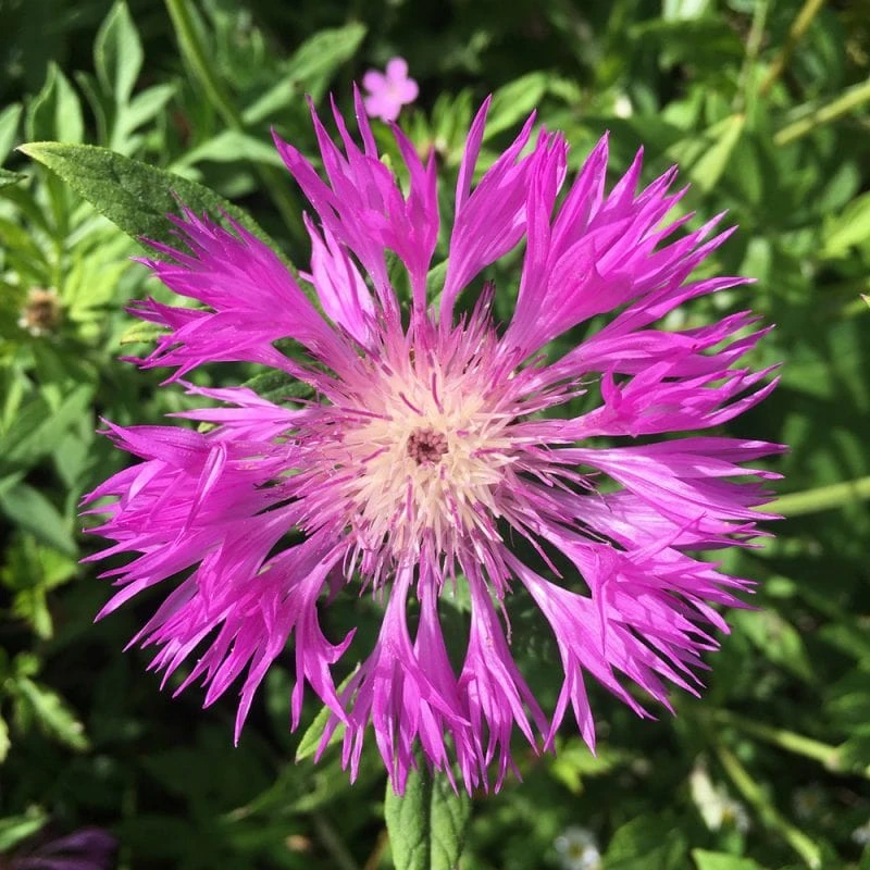 Roots Plants 100 Wildflower Meadow Plug Plants Perennials 10 Roots Plants 100 Wildflower Meadow Plug Plants Perennials