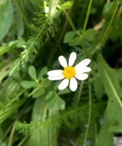 Roots Plants 100 Wildflower Meadow Plug Plants Perennials 19 Roots Plants 100 Wildflower Meadow Plug Plants Perennials