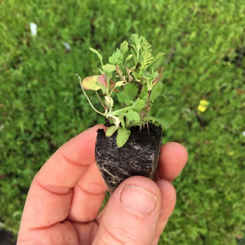 Roots Plants 100 Wildflower Meadow Plug Plants Perennials 8 Roots Plants 100 Wildflower Meadow Plug Plants Perennials