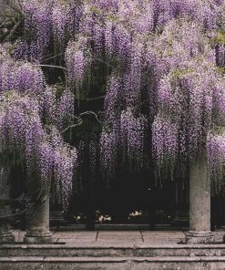 Roots Plants Wisteria Floribunda 'Macrobotrys' | Japanese Wisteria | On A 90cm Cane In A 3L Pot