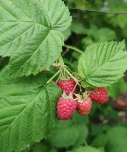 Roots Plants Yummy' Patio Raspberry Plant Fruits