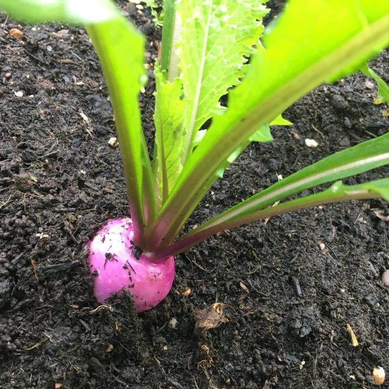 Roots Plants Sales Shop 35 Roots Plants Sales Shop -Roots Plants Sales Shop VEG0123 2 768x768 1